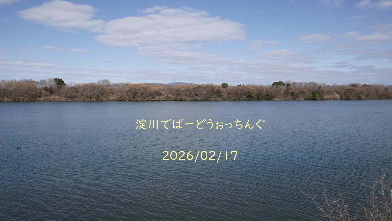 淀川河川敷でバードウォッチング（2026-02-17）