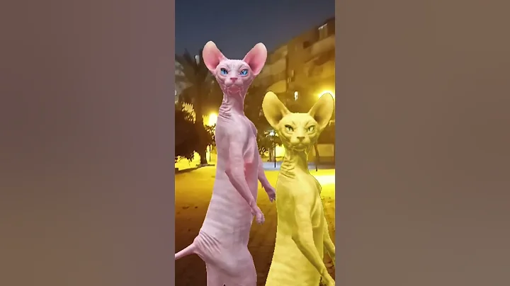 Video 10654771: sphynx cat cute dance, cat dance funny sphynx, cute cat beautiful dance, cat cute love dance