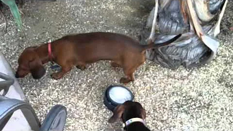 Dachshund love Link and Lucy Wienerdog
