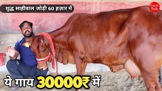 60000₹ में 2 टॉप साहीवाल गाय 👌 कन्हैया डेयरी फार्म 👍 Sahiwal Gadri Rathi Cow Pair For Sale ✅ #Dairy