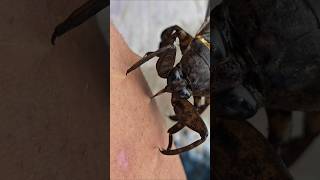 🩸Picadura Chinche de Agua Gigante !🩸