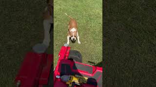 My Dog Doesnt Like My Lawnmower