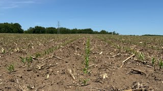 Corn Is Up… But We’re Not Out of the Woods Yet 🌽 | V3 Field Tour