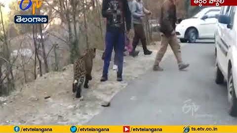 Leopard Seen Playing