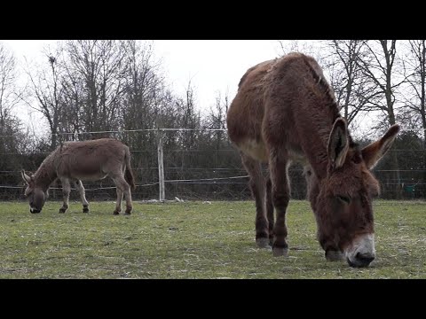SANTÉ | L'alimentation de l'âne - YouTube