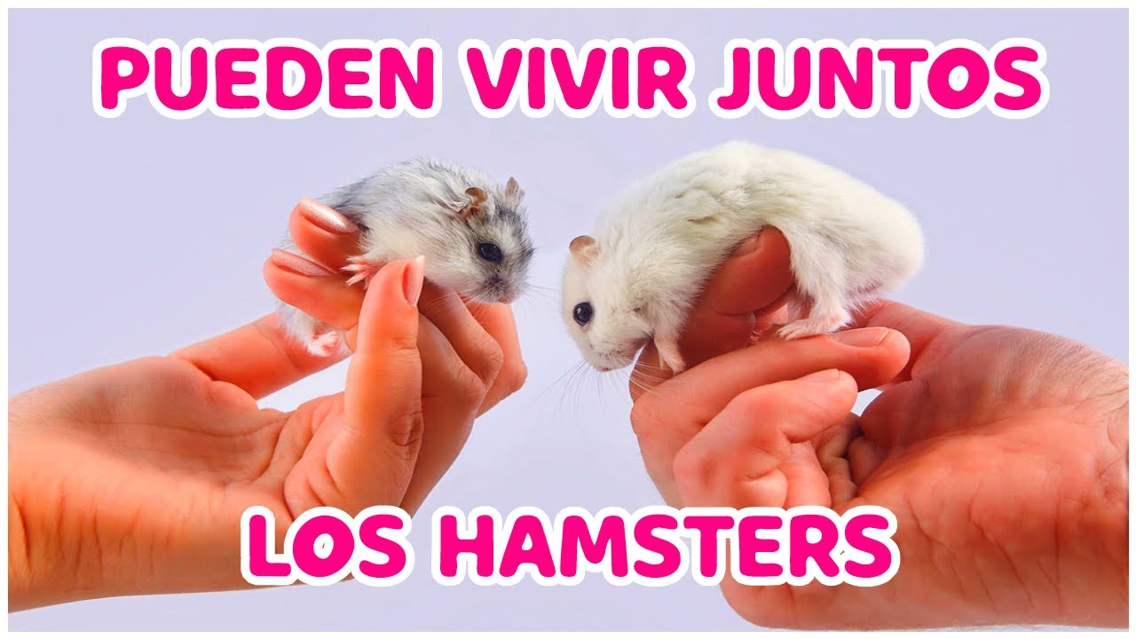Los HAMSTER pueden vivir JUNTOS YouTube Los HAMSTER pueden vivir JUNTOS YouTube