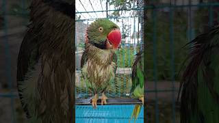 mithu ne naha liya 🤗🦜🦜👌#shortvideo#funnyvideo#parrotlover #viralshortsfeedsvideo
