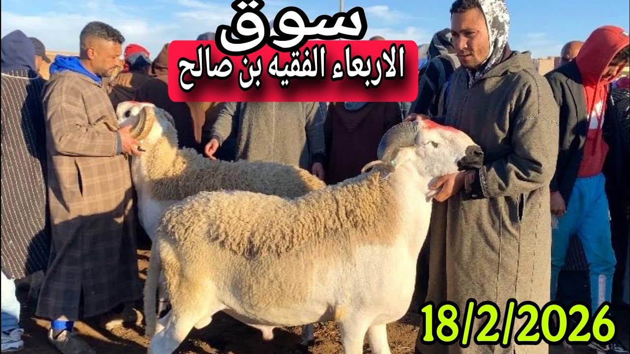 مباشرة من سوق الاربعاء الفقيه بن صالح 18/2/2026 مع التمن الحولي و النعجة و حولية 🐑🐑🇲🇦