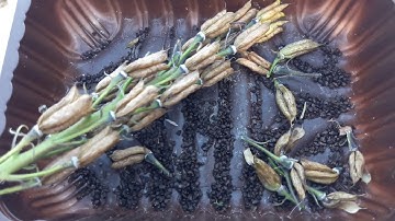 Seed collection of Delphiniums