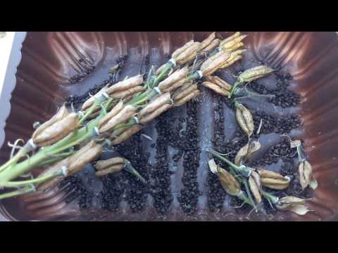 Video: Edele Delphiniums. Groei Uit Sade