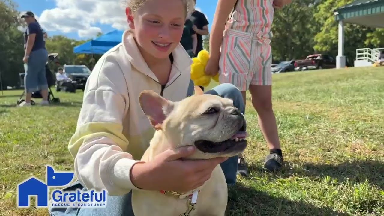 Grateful Rescue holds day in the park with the dogs