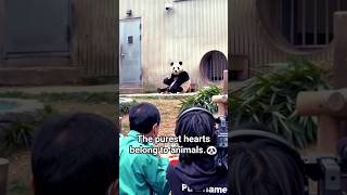Viral Panda video ❤️‍🩹🐼 video source from panda fu Bao #babypanda #pinkpanda #pandapanda #cutepanda
