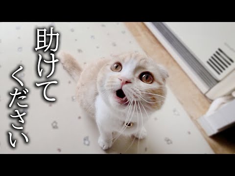 最愛の犬がいなくてニャーニャー助けを求めてきた子猫がこちら