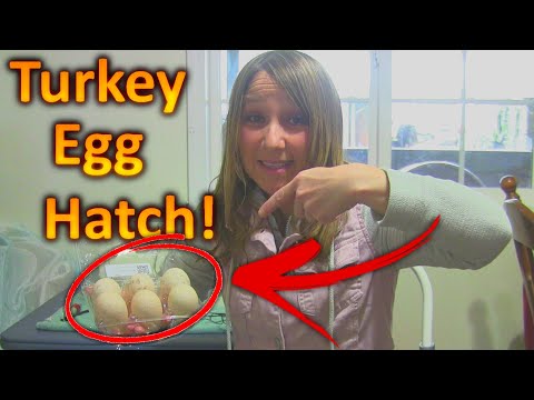 How to Hatch Turkey Eggs (Part 1)  Incubating Turkey Eggs for the First Time!