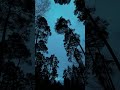 nature  calm  dark aesthetic  #vibe #shorts