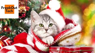 Purrfect Cat Christmas Gift Ideas by FreakOut Tech 1,147 views 3 years ago 10 minutes, 53 seconds