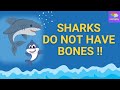 Did you know sharks do not have bones   interesting knowledge easy  learnyday