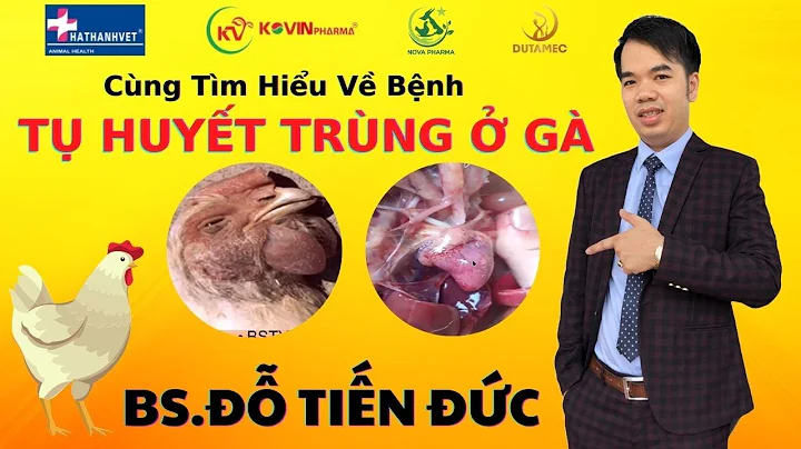 Bệnh tụ huyết trùng ở gà | Bệnh gà toi | Phòng trị bệnh tụ huyết trùng cho gà