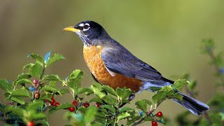 वसंत वन का शानदार वातावरण, गहन विश्राम के लिए प्रकृति की सजीव ध्वनियाँ। screenshot 5