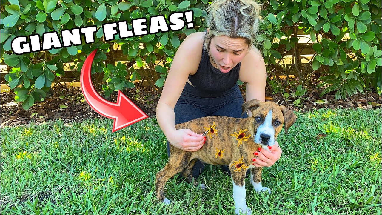 PULLING MASSIVE FLEAS OFF RESCUED PUPPIES! YouTube