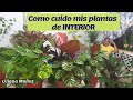 COMO CUIDO MIS PLANTAS DE INTERIOR / Liliana Muñoz