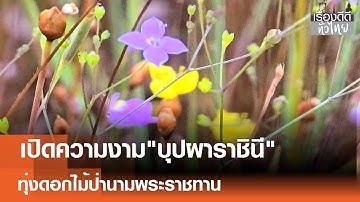 "บุปผาราชินี"ทุ่งดอกไม้ป่านามพระราชทาน  | เรื่องดีดีทั่วไทย | 30-10-68