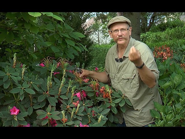 Callistemon : planter et tailler – PagesJaunes