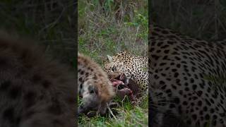 🐂🐯🐅🐅🐐🦌 Discovery Bagh Bhalu video