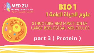 علوم الحياة العامة Bio1 (Structure and Function of Large Biological Molecules) part 3 (Protein)
