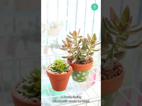 Video: Binne-vetplante met lae lig – vetplante vir donker ruimtes binnenshuis