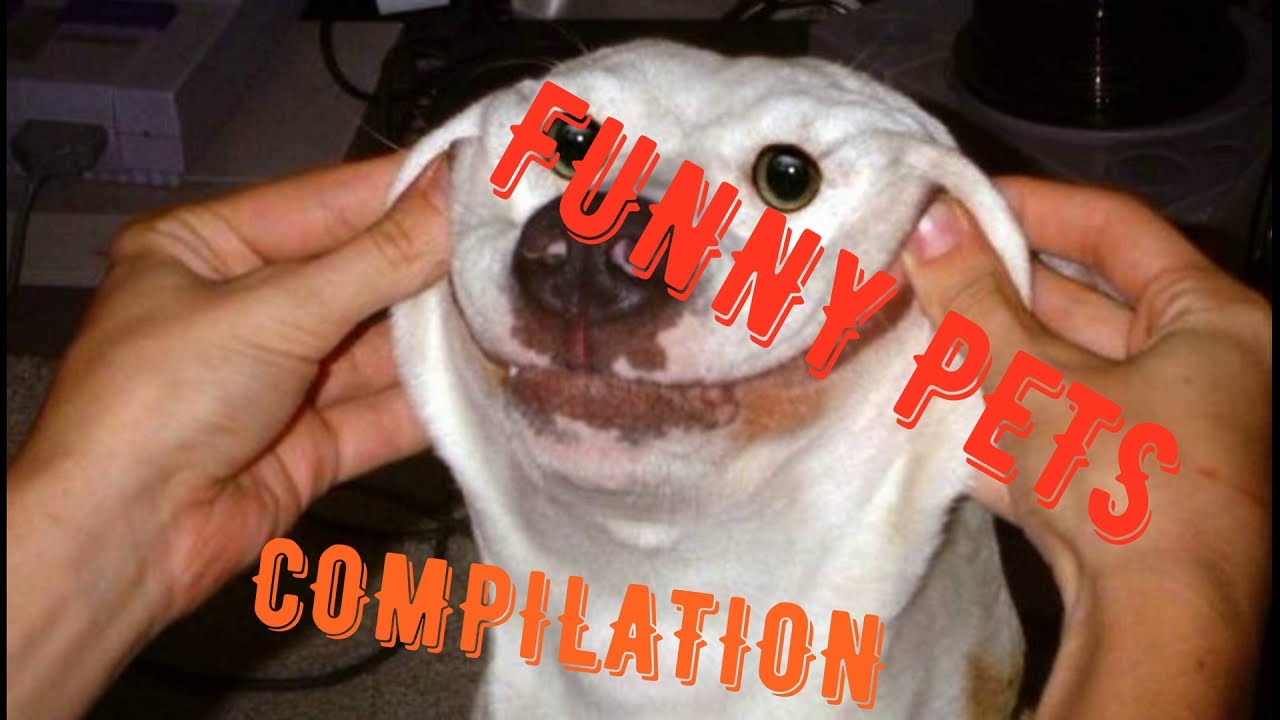 FUNNY PETS COMPILATION 2020 - YouTube