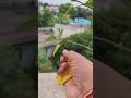 garden work #shorts #youtubeshorts #homegardening #shortsviral #terracegarden