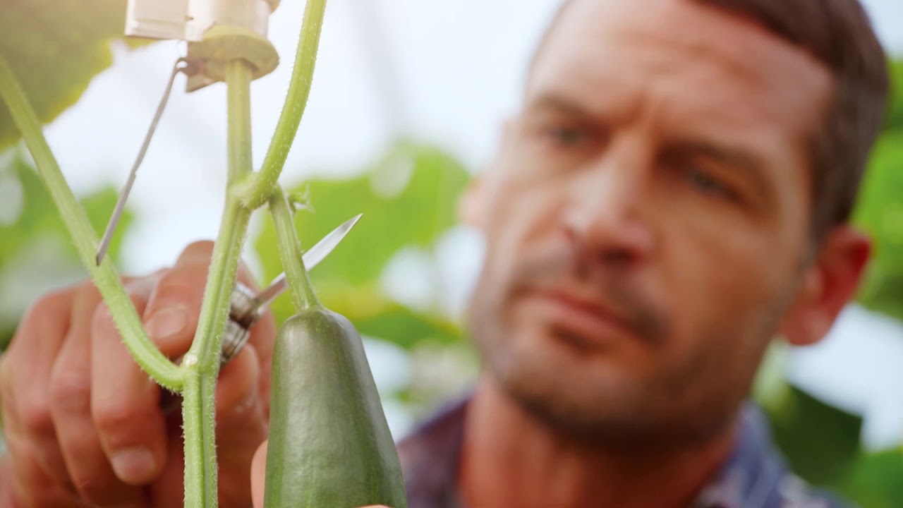 ORGANIC Cucumber from The Bernese Seeland