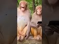#animals #telugu #wildlife #africa