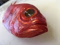 「金目」さばき方（刺身用）