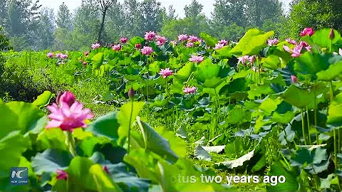 Beautiful lotus pond in Henan, central China - DayDayNews