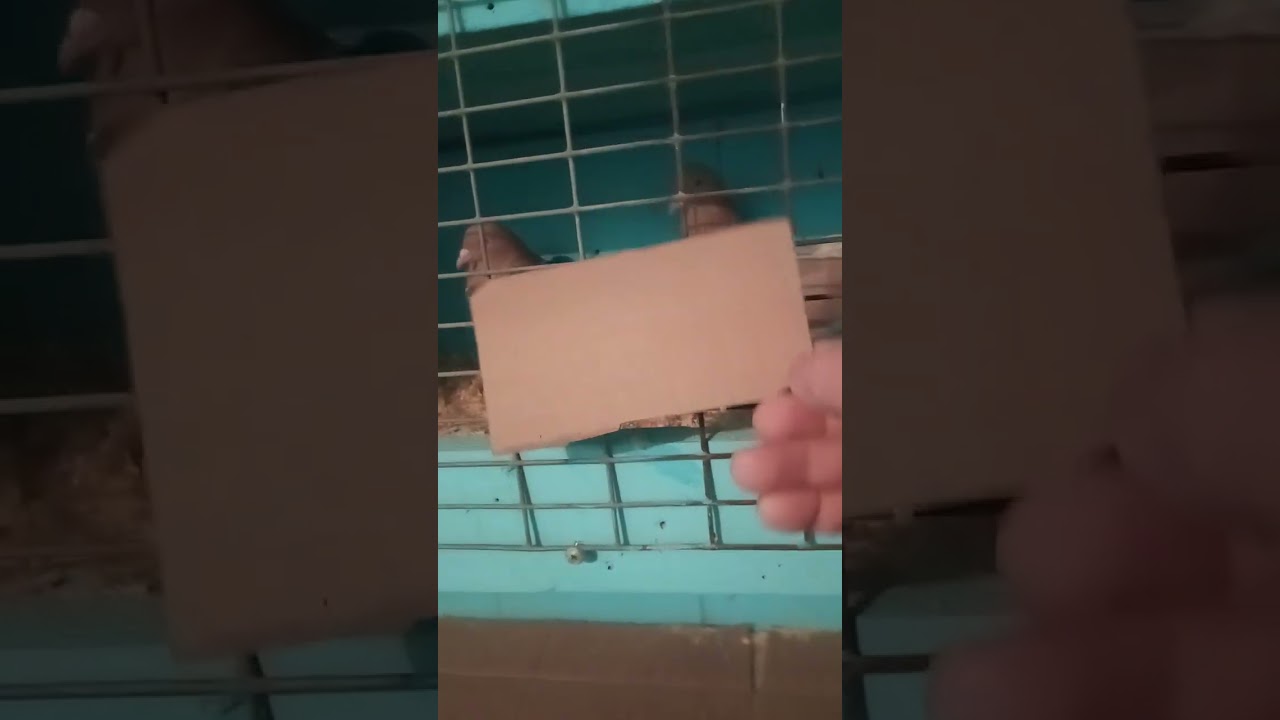 20 ноября 2024 г.