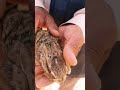 صغير الأرنب البري Little Bunny 