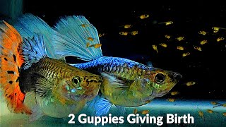 Two Guppies #Giving Birth to 147 Babies in Fish Tank  | Guppy Fish by Fish UK Son 12,067 views 1 year ago 4 minutes, 8 seconds