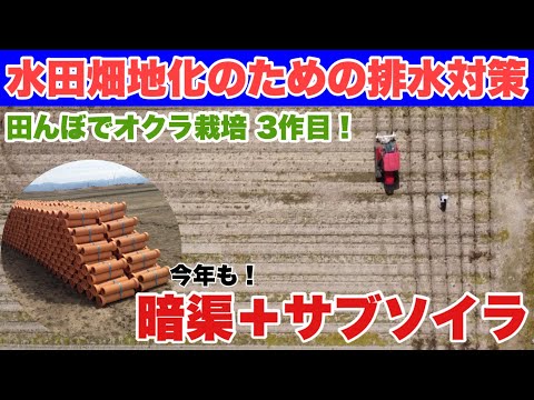 水田畑地化のための排水対策「暗渠+サブソイラ」オクラ栽培　サブソイラー/スガノ/ヤンマー/CT550/暗渠/暗渠排水/素焼陶管/陶管/排水対策/オクラ/東日本陶管業協同組合