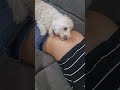 Puppy Lick Tickle On Mayra S Tummy 