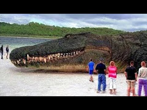 أكبر 10 حيوانات في العالم