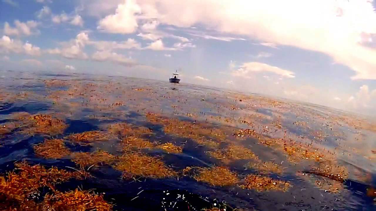 bluewater spearfishing mahi mahi/ florida keys YouTube