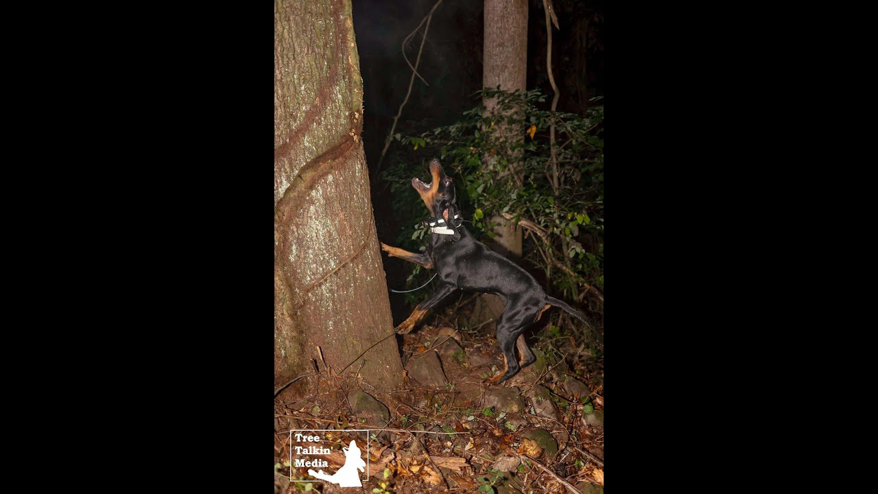 Raccoon hunting with Zack Southall