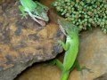 Best green lizard fight