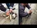 Good Samaritan Saves Puppy