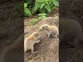 Prairie Dogs Messingham Zoo 21/05/2026