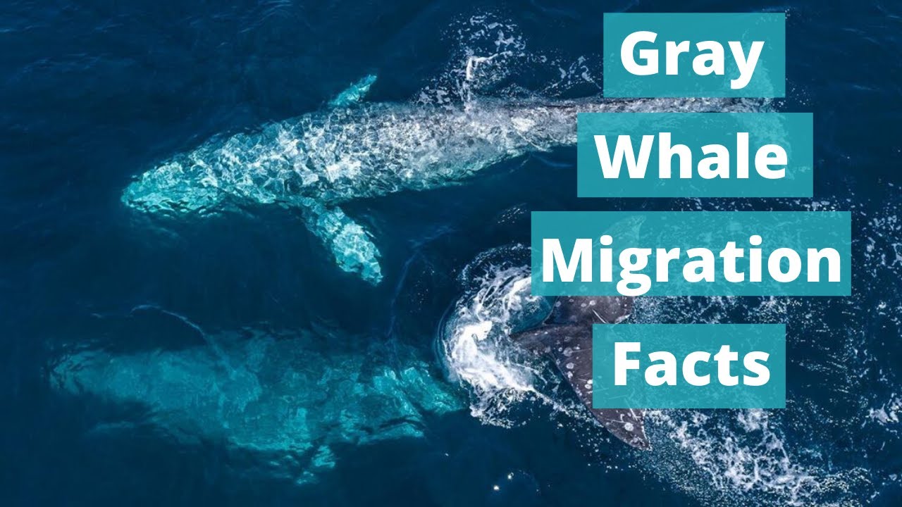 Gray Whale Facts | Capt. Todd Mansur
