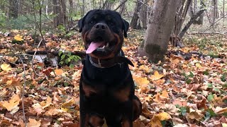 видео: Как отучить собаку подбирать на улице?/Ротвейлер Дэдди#rottweiler #ротвейлердэдди #дрессировкасобаки картинка: Как отучить собаку подбирать на улице?/Ротвейлер Дэдди#rottweiler #ротвейлердэдди #дрессировкасобаки