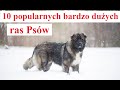 10 popularnych bardzo duych ras psw